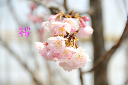 cherry brossam