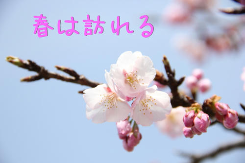 cherry brossam