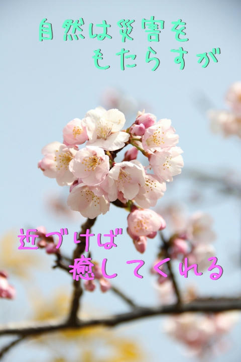cherry brossam