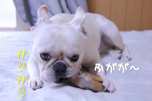ふがガジふがガジ♪