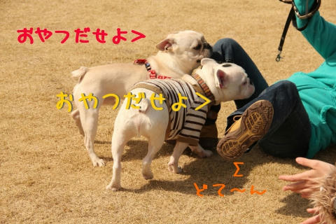 暴走する2ブヒ