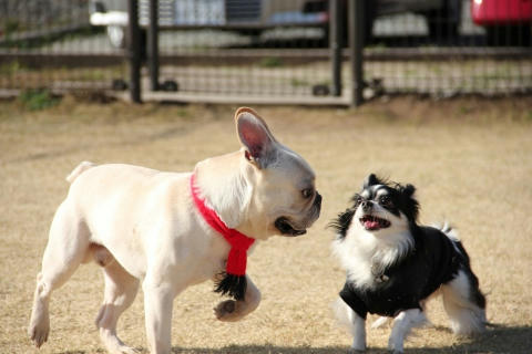 タイワンに持ちこんだとの