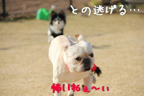 チワワに負けたwww
