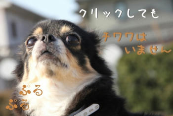 クリックしてもなぁ、フレンチブルドッグとかいう犬ばっかりやねん。ダマされたらアカン！クリックは計画的にやで～