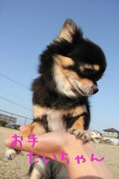 チワワはなぁ、こんなんができるねん。ぶひとのにこんなんできひんやろ。大体なぁ、たいの毛によだれダラダラつけてなぁ、迷惑やねん。ほんま。