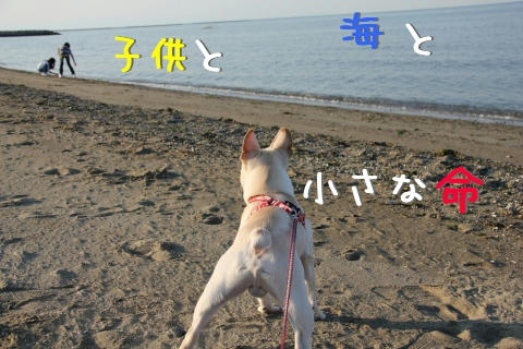 海と子供と小さな命