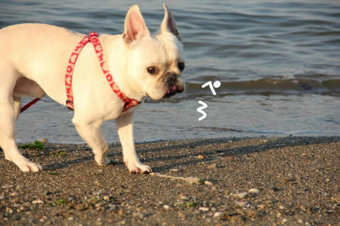 ぺろん