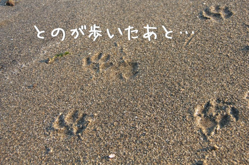 砂浜にてんてんと…
