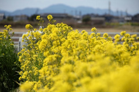 菜の花畑に～