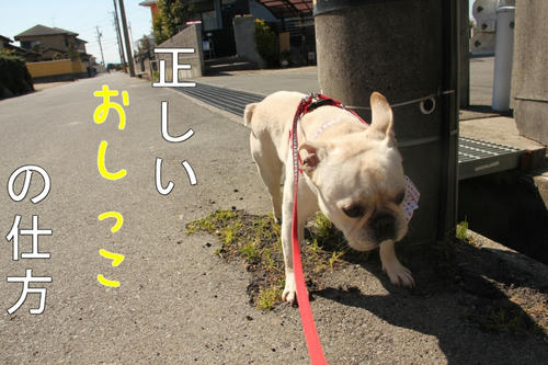 おしっこの手引き