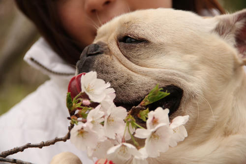 とのと桜と春