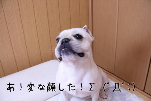 成功した！？