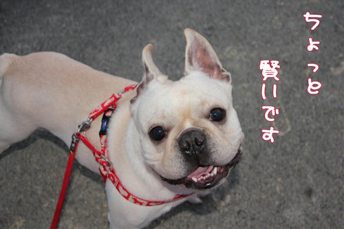 おりこうとの