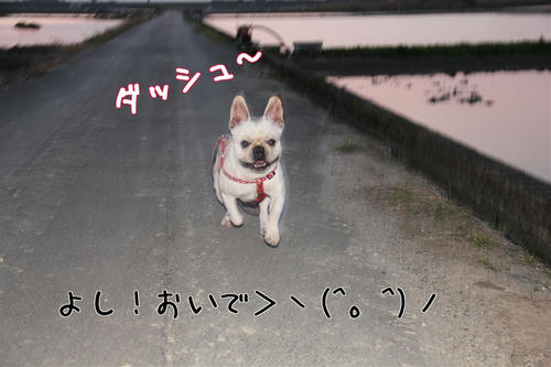ノーリードでも余裕ッス