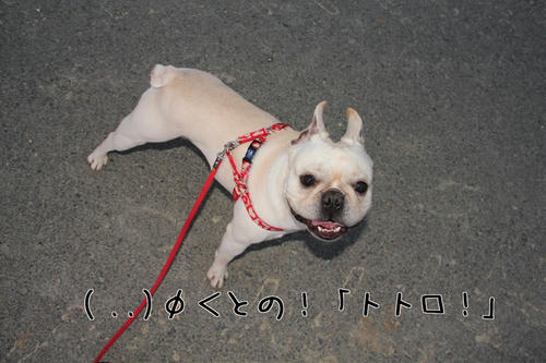 とのトトロ！