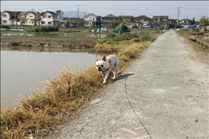 暖かくてのんびり散歩