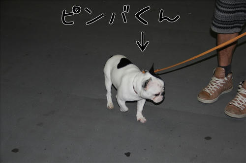 フレンチ発見
