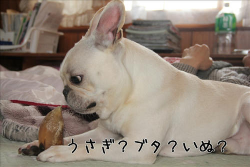 元気そうにかじってます