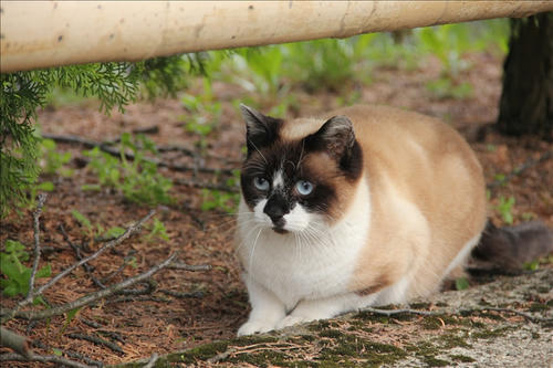 野良猫