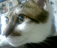 taro_001.jpg