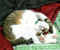 taro_002.jpg