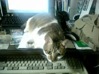 taro_004.jpg