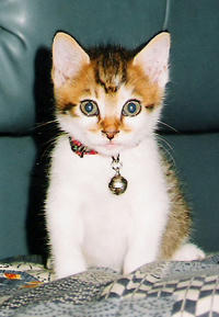 taro_005.jpg