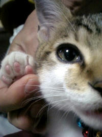 taro_006.jpg