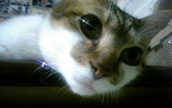 taro_010.jpg