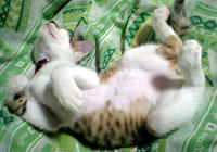 taro_011.jpg