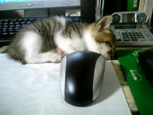 taro_016.jpg