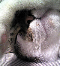 taro_017.jpg
