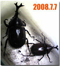 kabuto_001.jpg