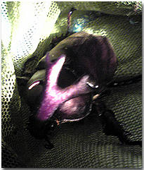 kabuto_002.jpg