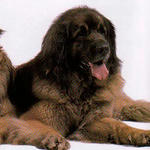 leonberger.jpg