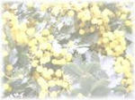 mimoza