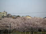 sakura1