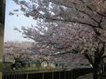 sakura2