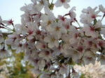 sakura3