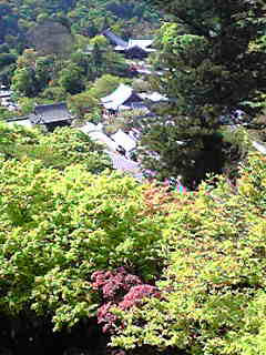 hasedera_10.jpg