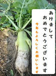 大根の挨拶。
