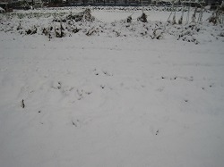 雪の畑。