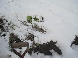 雪。