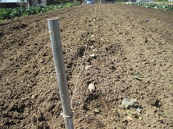 ジャガイモ植え付け。