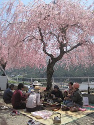 お花見。