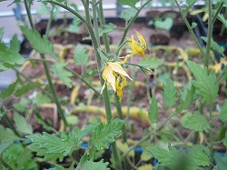 トマトの花。