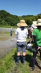 田植えイベント。