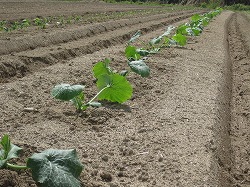 夏野菜の定植。