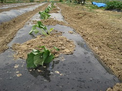 さつまいも。