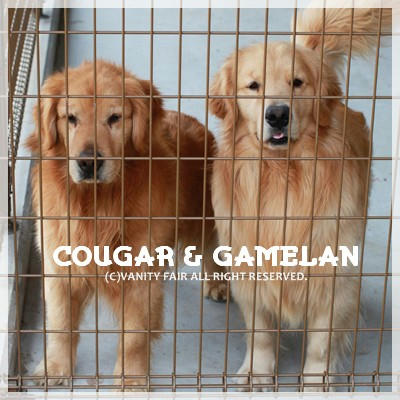 COUGAR&GAMELAN